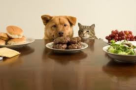 Obesite Chez Le Chien Et Le Chat Les Conseils D Une Veterinaire Specialisee En Nutrition Dossiers Chat Santevet