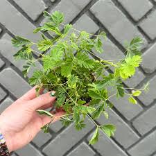 Image result for Mimosa pudica