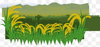 Sketsa gambar daun mangga garlerisket via galerisket.blogspot.com. Paddy Png Images Pngwing