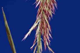 Image result for Harpachne