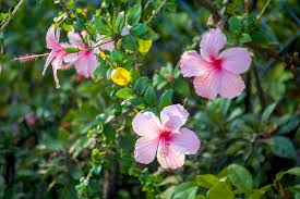 Image result for Hibiscus reekmansii