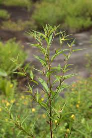 Image result for Ludwigia erecta