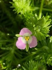 Image result for Mayacaceae