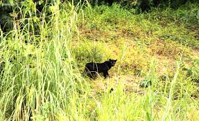 black panter1