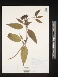 Image result for Chassalia umbraticola