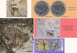 Image result for Sinopteridaceae