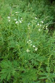 Image result for Parthenium