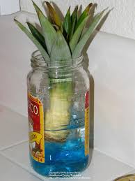 Water when the top few centimetres of compost begin to dry out in spring and summer and keep barely moist at other times. Grow A Pineapple Plant Rooting A Pineapple Garden Org