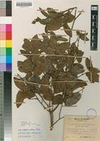 Image result for Xylopia collina