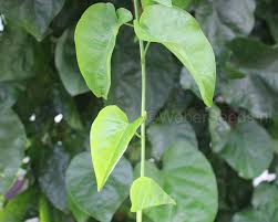 Image result for Ipomoea turbinata