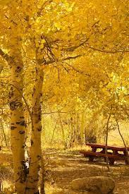 A Golden Autumn Is Worth More Than All The Gold In The World Minimalistic Wallpapers For Ios Android And Windows Yellow Wallpaper Autumn Scenery Wallpaper