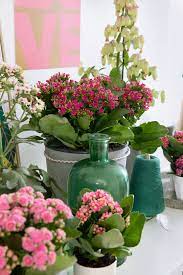 The plant has a better chance to thrive if it is. Unkillable Houseplants 5 Of The Best Indoor Plants For Beginners The London Resident