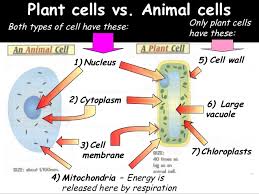 Maybe you would like to learn more about one of these? Humans As Organisms Year 10 Bio Igcse