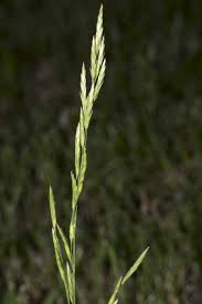 Image result for Ctenium longiglume