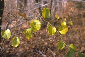 Image result for Barleria rotundifolia