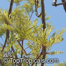 Image result for Peltophorum africanum