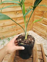 Image result for Chamaedorea radicalis