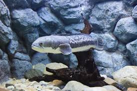 Brackish water is freshwater with about. 449 Fish Tank Beautiful Rocks Photos Free Royalty Free Stock Photos From Dreamstime