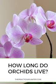 How Long Do Orchids Live And Tips To Extend Their Lives Orchid Care Orchids Growing Orchids