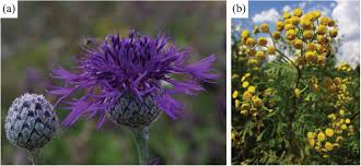 Flowers by frances montgomery al. Renewable Energy From Wildflowers Perennial Wild Plant Mixtures As A Social Ecologically Sustainable Biomass Supply System Cossel 2020 Advanced Sustainable Systems Wiley Online Library