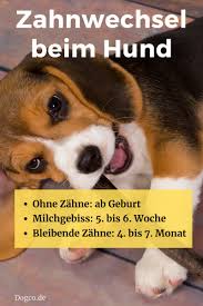 Wie auch bei menschen werden zunächst die milchzähne angelegt. Zahnwechsel Beim Hund Symptome Und Hilfe Fur Ihren Welpen