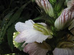 Image result for Acanthus montanus