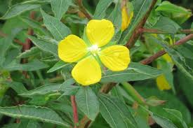 Image result for Ludwigia octovalvis