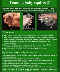 Found A Baby Squirrel Here S What To Do Baby Squirrel Baby Squirrel Care Wildlife Rehabilitation