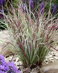 Image result for Schizachyrium claudopus