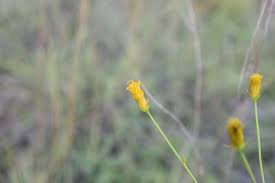 Image result for Bidens acuticaulis