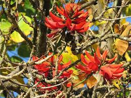 Image result for Erythrina × coddii