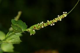 Image result for Acalypha fruticosa
