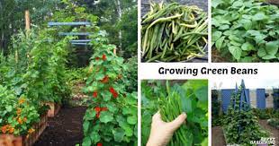As vines appear, train them to wind up the poles. Growing Green Beans In Garden Beds And Containers