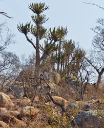 Image result for Euphorbia kilwana