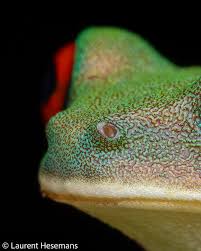 Image result for Grona ramosissima