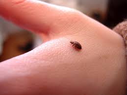 How Big Are Bed Bugs Size Guide Pestseek