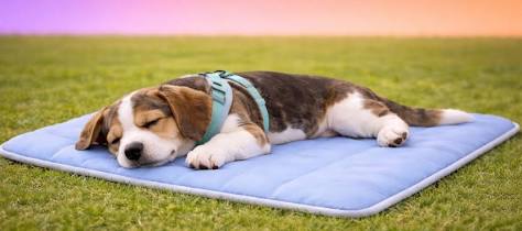 Cooling mats provide a safe spot to lower core temperatures. (Source: sparkpaws.com), AI generated