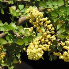 Image result for Libidibia coriaria