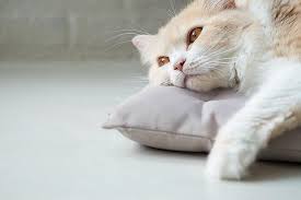 And usually my bff can't or. Is My Cat Depressed Symptoms How To Help We Re All About Cats