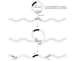 Protein Interaction 4 Yeast One Hybrid Assay Creative Biomart