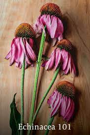 Echinacea 101 Traditional Medicinals Wellness Teas Echinacea Benefits Echinacea Tea Echinacea
