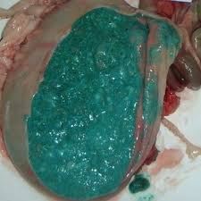 Image result for Metaldehyde Poisoning