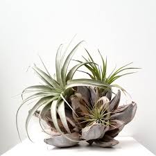 Air plants absorb nutrients from water through their leaves instead of roots. 6 Creative Ideas For Displaying Air Plants In Your Home