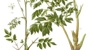 Buy various options and enjoy many different benefits that will contribute to a healthier body and even complexion. 40 Wild Edible Plants In The Carrot Apiaceae Umbelliferae Family