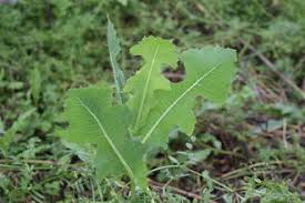 Image result for Lactuca schweinfurthii