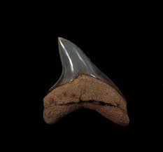 Permanent teeth usually begin to erupt between the ages of 5 and 7. Thresher Alopias Shark Teeth For Sale Buried Treasure Fossils
