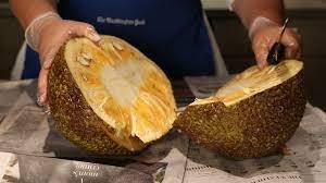 Jackfruit is typically ripe from march to june or from april to september, depending on the region where it is grown. Read This Before You Lug Home That Jackfruit The Washington Post