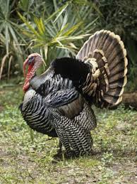 Birds That Look Like Turkeys In Florida Male Or Tom Osceola Wild Turkey Displaying Meleagris Gallopavo Osceola Florida Usa By Charlie Heidecker Wild Turkey Turkey Bird Hunting Dogs