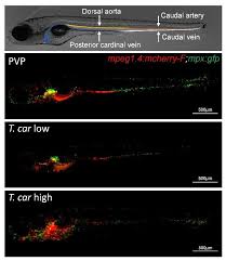 Hsps v5.1 (universal software for s200l s500a3b s300p s1000a3 s1500,etc) how to use software hsps v5.1 ? 4n0ackrntypqkm