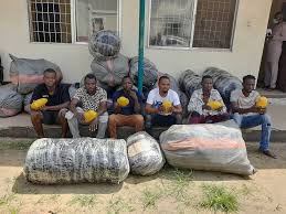 Recently ndlea announced its recruitment for candidates who are willing to work, here is how you can apply for the ongoing national drug law enforcement agency (ndlea) recruitment 2020 portal. Ndlea Seals Off Cannabis Warehouse In Lagos Seizes Drugs Worth N24m